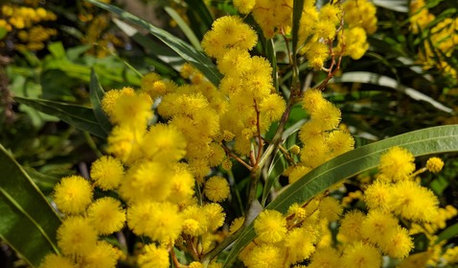 Expert Eye: In Praise of Native Flora and Low-Maintenance Plants