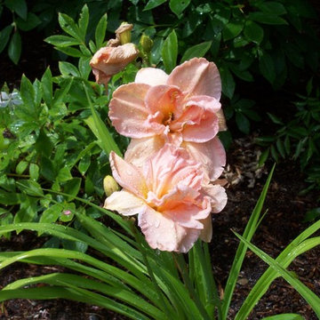 Gardens on Cape Cod