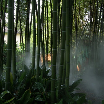 Phyllostachys viridis mitis