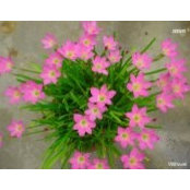 Smita Sharan's photo