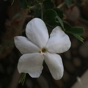 Dina Wehebas foto