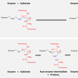 Proteinase K - Products