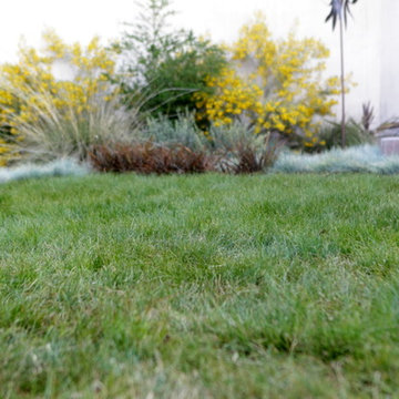 IdealMow Lawns: Carex Pansa