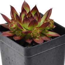 Plants