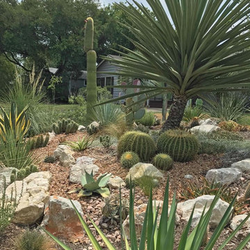 Miscellaneous Cacti & Succulent Landscapes by Rhinamic
