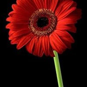 Hanissa Nasir's photo