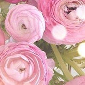 Debra Goetz's photo