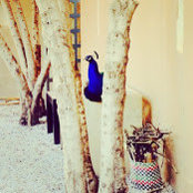 Caroline Barbedienne's photo
