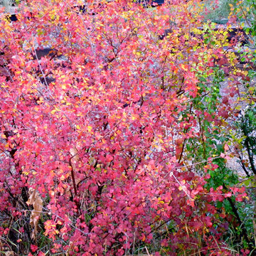 Skunkbush Sumac