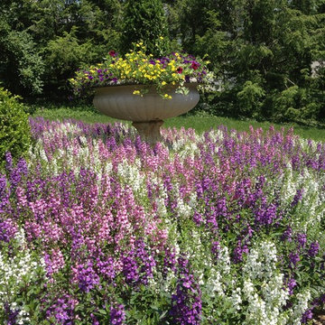 Annual Color