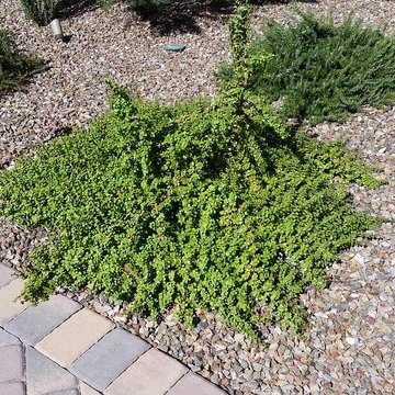 Plantings - 1.5 Years