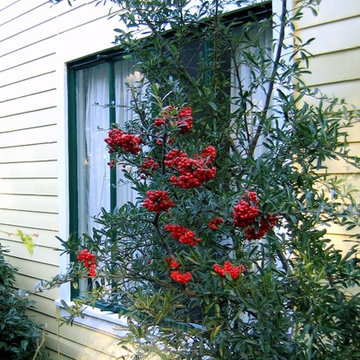 Feng Shui Paint Scheme: Body and Trim