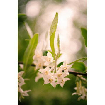 Floral Tranquility Nature Photography, Floral Unframed Wall Art Print, 12" X 16"