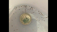 Tiny Black Beetles On Kitchen Counter, Tiny Black Bugs In The Kitchen Cabinet