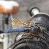 Foto von Michelle Young