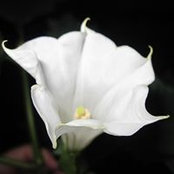 Peggy Gallagher's photo