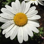 Lisa Murphy's photo