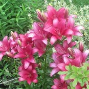 Le Ann Sather's photo