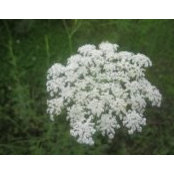 Cynthia Spurlock's photo