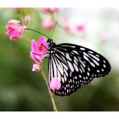 Nel La's photo