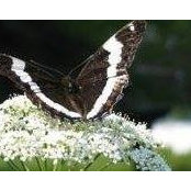 Linda Moyer's photo