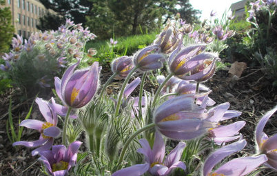 6 Plants That Beat Butterfly Bush for the Wildlife Draw