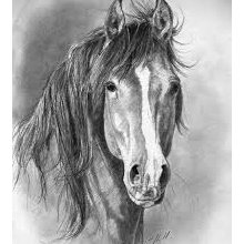 horse