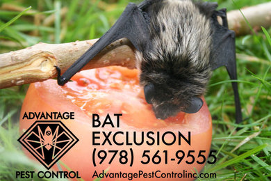 Topsfield Bat Exclusion
