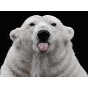 William Rothe's photo