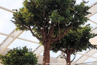 Bespoke Large Artificial Pine Trees