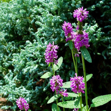 Stachys officinalis 'Hummelo'