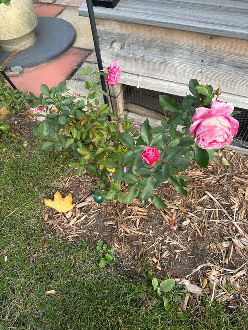 my roses are still blooming