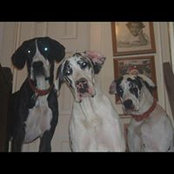 Gale Harrison's photo