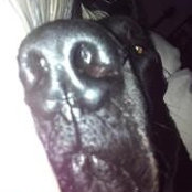 Foto de Scooby Courson
