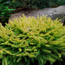 Landscape Plants