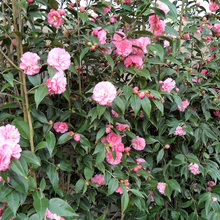 Spring Color