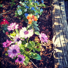 my denver garden