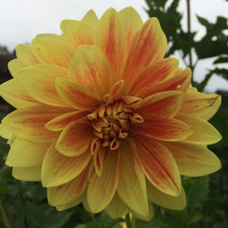Cut Flower Arrangements - Products