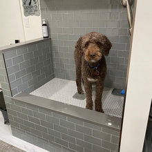 Laundry Room with Dog Shower