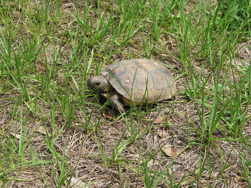 Gopher Tortoise In The Yard