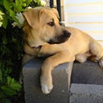 A & R Masonry LLC's profile photo