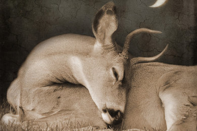 Goodnight Deer