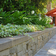 agapanthus plantings