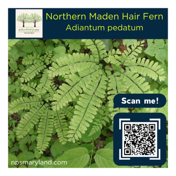Northern Maiden Hair Fern