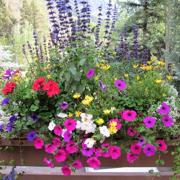 Annuals