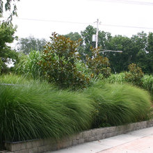 landscape ideas
