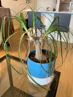 Ponytail Palm Losing Leaves and Browning | Houzz Forum