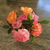 Patricia Pawling's photo