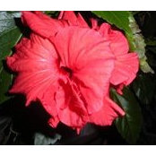Barbara Selkirk's photo