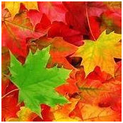 Lori Kolecki's photo